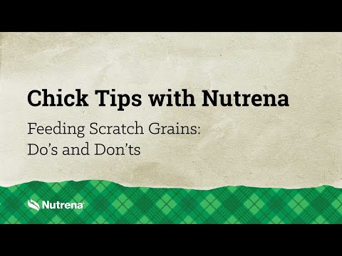 An informational video on feeding scratch grains. This link goes to youtube.com.
