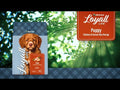 An informational video on Nutrena Loyall Life Puppy Chicken & Brown Rice Recipe. This link leads to youtube.com.