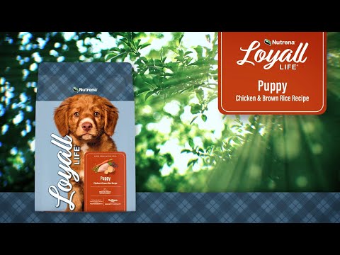 An informational video on Nutrena Loyall Life Puppy Chicken & Brown Rice Recipe. This link leads to youtube.com.