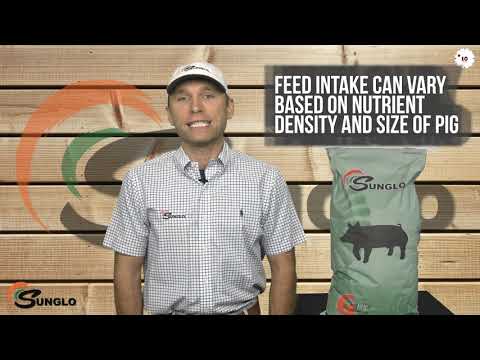 An informational video Sunglo: 16G Show Pig Feed. This link leads to youtube.com.