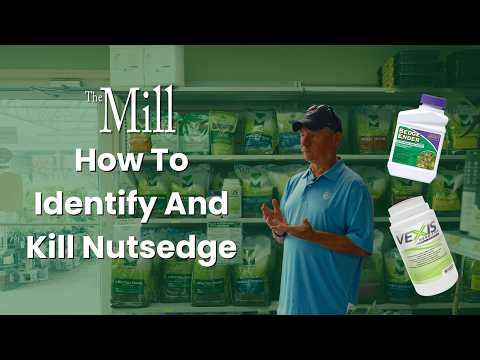 A link to identifying and killing nutsedge on YouTube.com