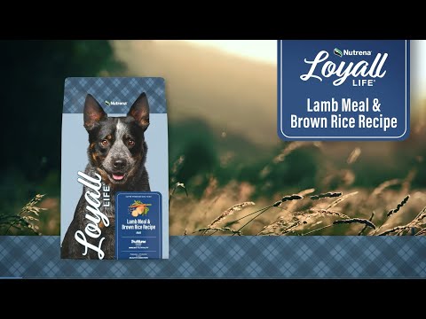 An informational video on Nutrena Loyall Life Lamb Meal and Brown Rice Recipe. This link leads to Youtube.com.