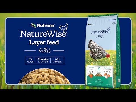 An informational video on NatureWise Layer Pellet | Premium Poultry Feed for Healthy, Happy Chickens. This link leads to youtube.com.