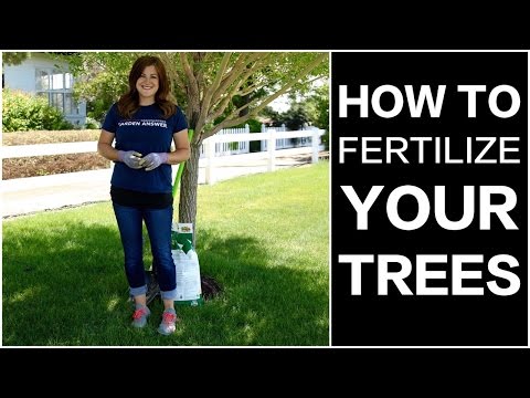 Video thumbnail of how to fertilize your trees