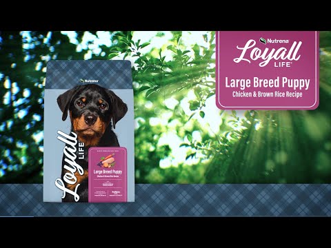 An informational video on Nutrena Loyall Life Puppy Large Breed Chicken & Brown Rice Recipe. This link leads to youtube.com.