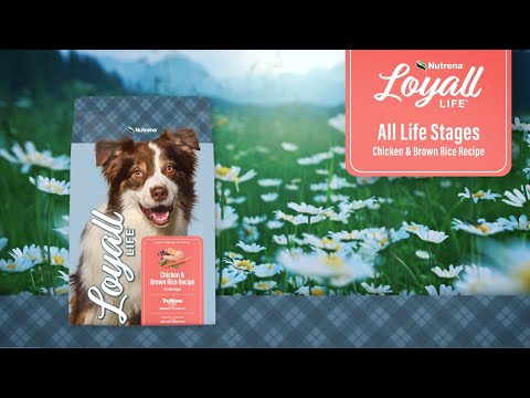 An informational video on Nutrena Loyall Life Chicken & Brown Rice Recipe. This link leads to youtube.com.
