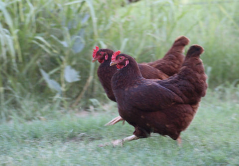 Ready-to-Lay Program Red Star Pullets