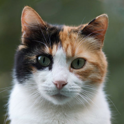 Calico Cat