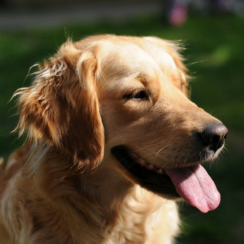 Dog sitting in the sun