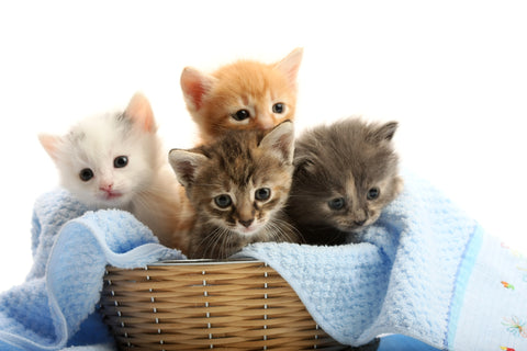 Lyons Paw Cat Adoption Day