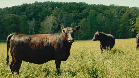 A dark brown cow stands in a grassy field looking toward the camera, with another dark cow in the background and a dense green forest behind them.
