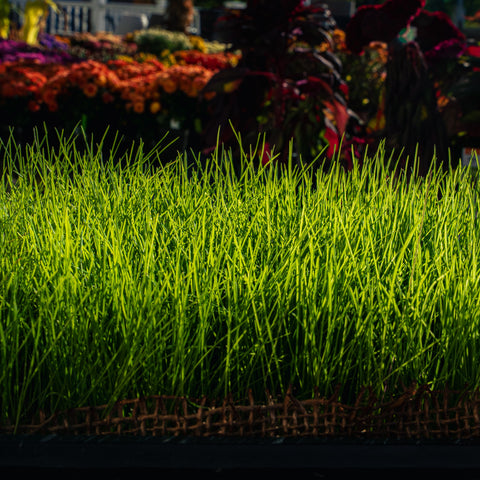 The Mill Sun and Shade Grass Seed Mix showing a close-up of lush, green turf with tall and fine fescue blades in sunlight.