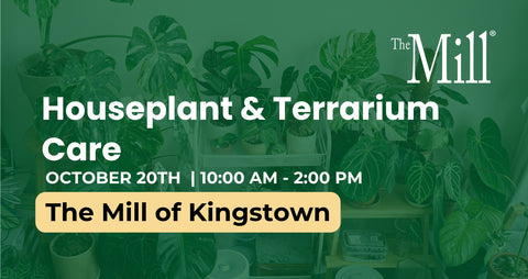 A flyer for the houseplant and terrarium care workshop with houseplants in the background