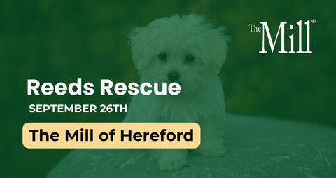Promotional graphic for 'Reeds Rescue' at 'The Mill of Hereford' on September 26th, featuring a small white dog on a stone surface with a dark green overlay and white text.
