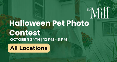 A flyer for the halloween pet photo contest with a pet in a ghost costume. 