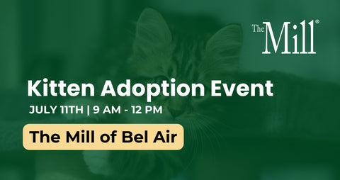 Kitten Adoption Event promotional flier with a kitten on a green background