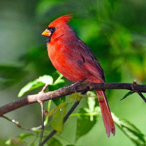 Cardinal on a tree branch