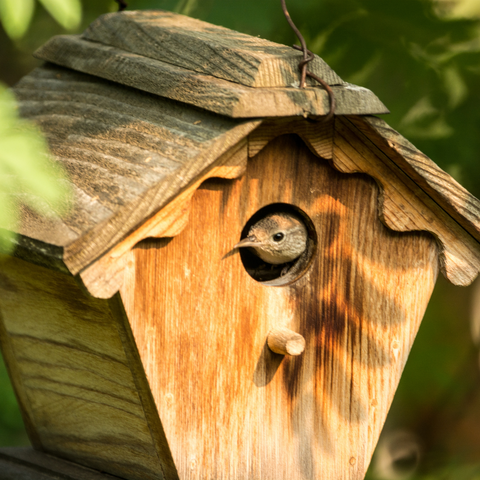 Wren in bird house