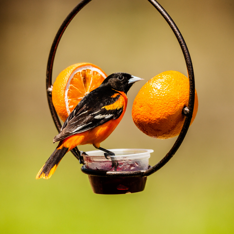 Oriole on a feeder