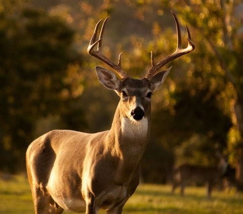 A large white-tailed deer with antlers stands in a sunlit grassy field with trees in the background.