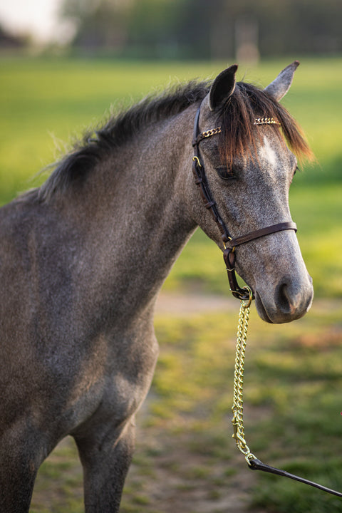 Young horse standing