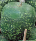 Big Apple Gourd