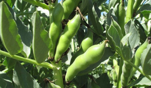 Broad windsor Fava Bean