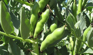 Broad windsor Fava Bean
