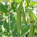 Cascadia Sugar Snap Peas