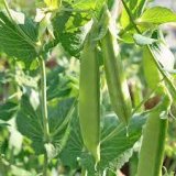 Cascadia Sugar Snap Peas