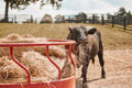 Tarterâ€™s Titan Bull Hay Feeder