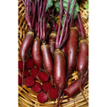 The Mill Cylindra Beet seed