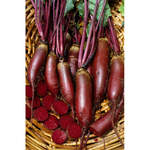 The Mill Cylindra Beet seed