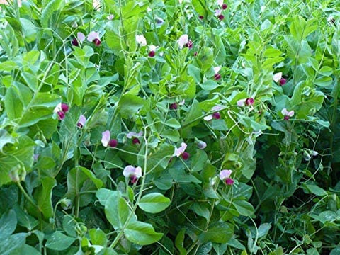 Dwarf Gray Sugar Snow Pea vine growing