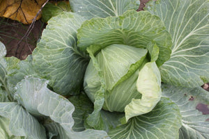 The Mill Late Dutch Cabbage Seed