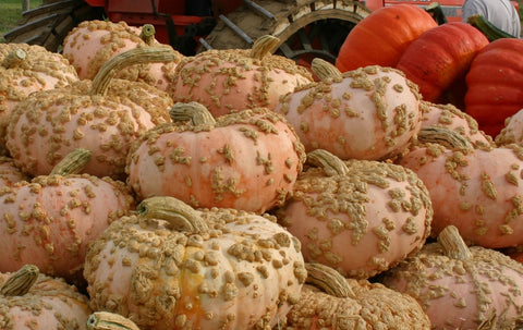 Peanut Pumpkin Vegetable Seed
