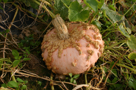 Peanut Pumpkin Vegetable Seed