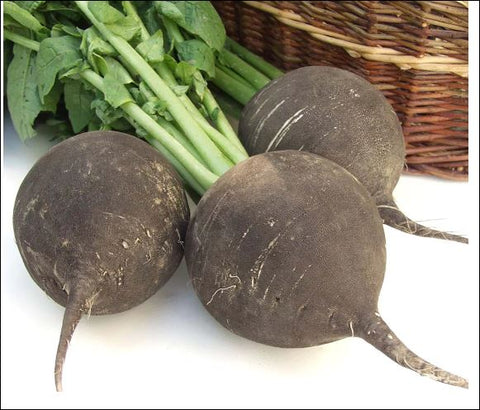 Radish-Black Radish Round