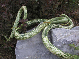 Speckled Snake Gourd Seed