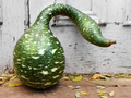 Speckled Swan Gourd