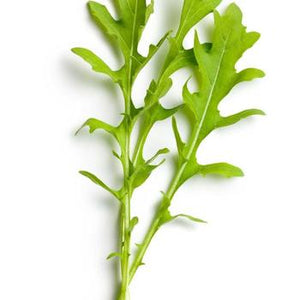 Arugula Roquette