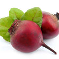 sugar Beet