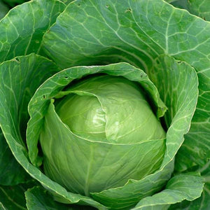 Bravo Hybrid Cabbage