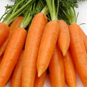 red Core Chantenay Carrot