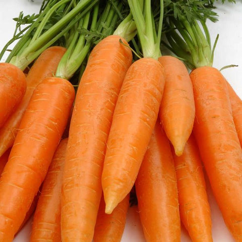 Danvers Half Long Carrots