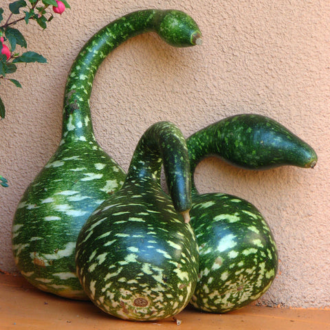 Gourd - Speckled Swan variety
