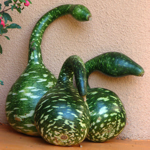 Gourd - Speckled Swan variety