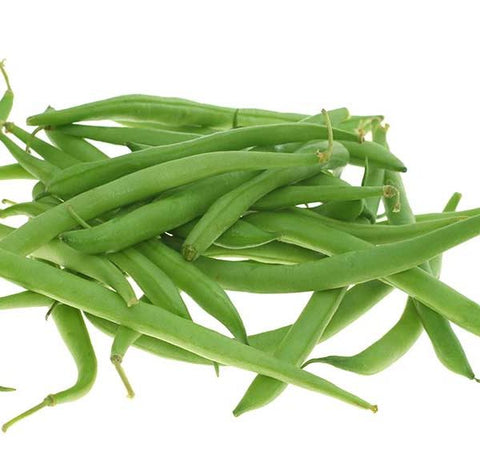 Stringless Bush Bean