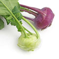 Early Purple Vienna Kohlrabi