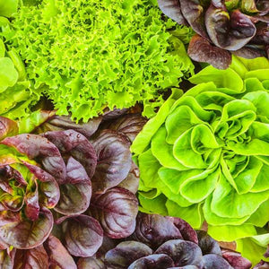 Oak Leaf Lettuce